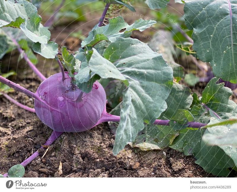 kohlrabi. Food Vegetable Vegetarian diet Nutrition Healthy Fresh Colour photo Organic produce Vegan diet Vegetable bed Vegetable garden self-sufficiency