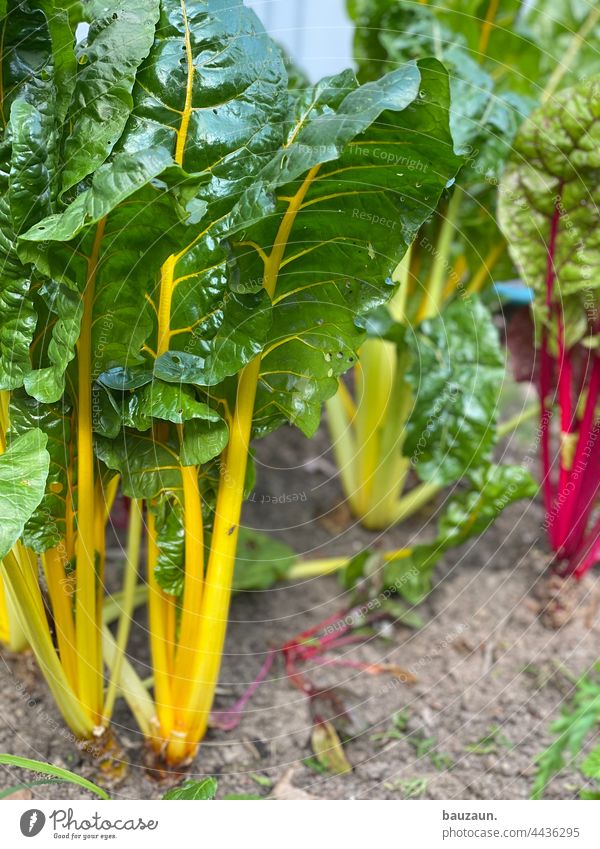 mangold. Mangold Mangold leaves Food Vegetable Vegetarian diet Nutrition Healthy Fresh Colour photo Organic produce Vegan diet Vegetable bed Vegetable garden