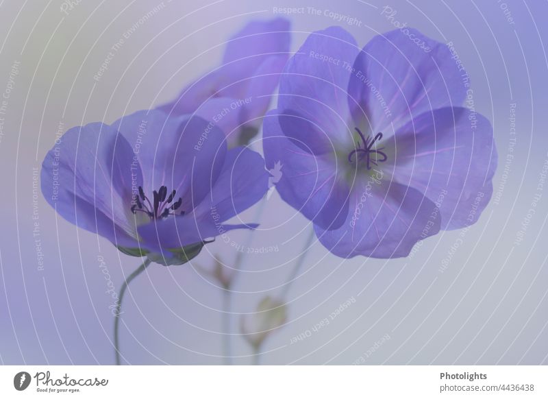 Flowers of the cranesbill Plant Holiday season Summer Close-up Garden heyday Blossom Nature gardening pleasure Dahlia Neutral Background Romance