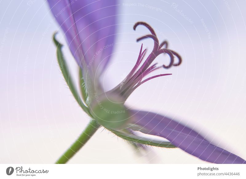 Side view of a flower of the stork's beak Plant Holiday season Summer Close-up Flower Garden heyday Blossom Nature gardening pleasure Neutral Background Romance