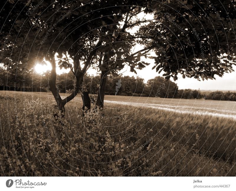 nature! Sun Tree Grass Anticipation Tree trunk Cornfield Wheatfield Twig Branch Sunbeam Back-light