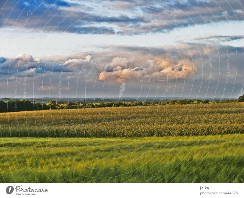 Is a thunderstorm coming? Landscape Clouds Storm clouds Weather Thunder and lightning Blue Gray Green Pink Cornfield Evening sun Dusk Barley Barleyfield Grain