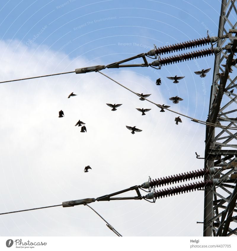 Dance of starlings - starlings flying next to a power pole in front of blue sky with clouds Bird bird migration Migratory bird Starling Many Flying