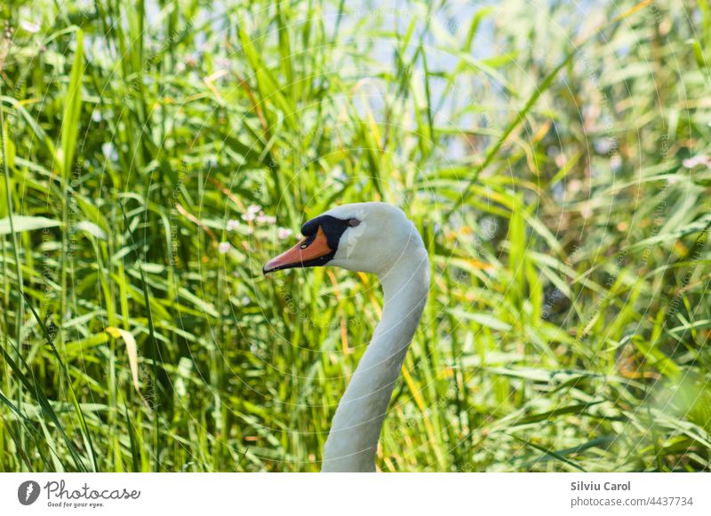 White swan head closeup profile view with selective focus on foreground cygnet wild white feather bird animal wildlife elegance mute beauty beak grace beautiful