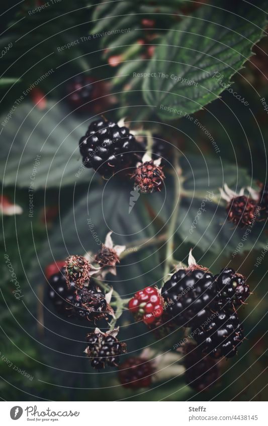 Snack fruit blackberries Blackberry Berries Forest treasures forest fruits Snackfruit Rubus Scratchberries shrub ripe for picking Organic Juicy vegan Edible