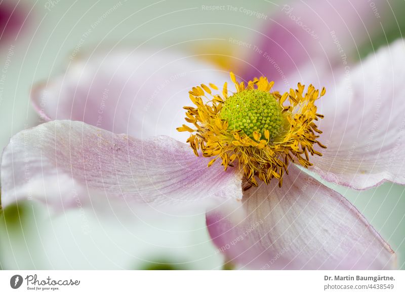 Flower of a Japanese autumn anemone, Anemone hupehensis, Ranunculaceae Chinese Anemone breeding Wood anemone Plant Hybrids Variety Garden form Selection Blossom