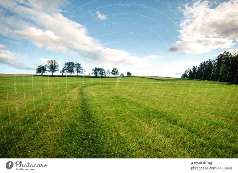 up in the meadow Meadow Green Nature Landscape trees Row of trees Forest Grass wide Sky Clouds Wide angle White Blue Dark Above Agriculture mill district off