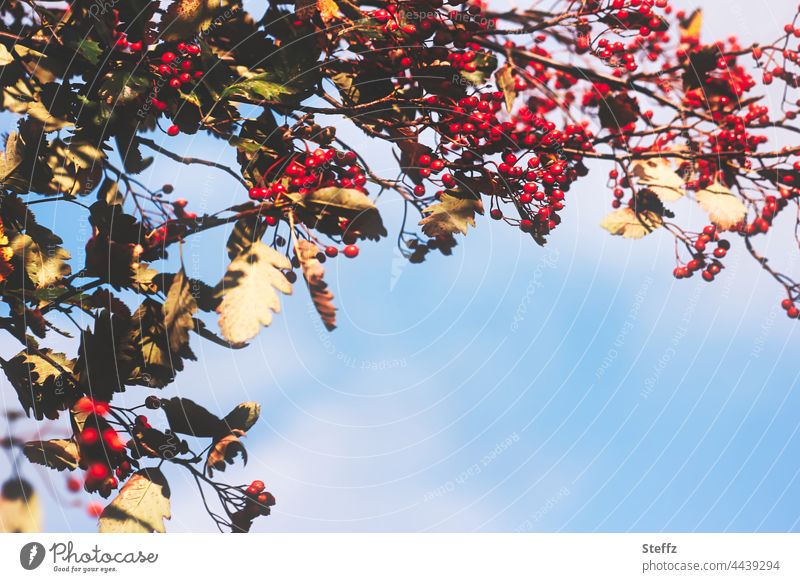 Hawthorn berries in the golden autumn light Berries Hawthorn branches medicinal plant autumn photo Birdseed deep red spot of colour Autumnal colours