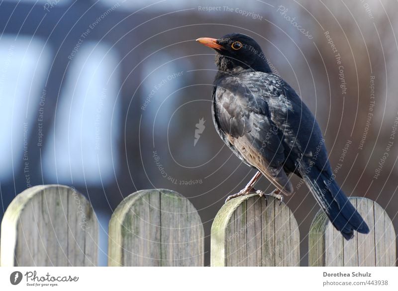 in the morning Animal Wild animal Bird Wing Blackbird Songbirds 1 Wood Fence Feather Beak Observe Sit Orange Colour photo Exterior shot Copy Space left Morning