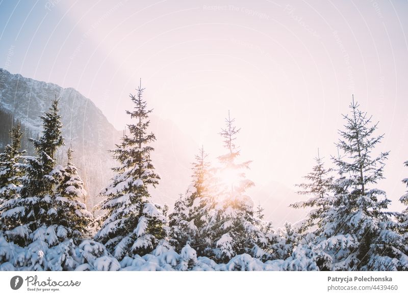 Evening sunlight shining through snow covered fir trees in winter mountains Sunlight sunshine Winter Snow Fir tree Dusk Nature Cold Frozen Trees