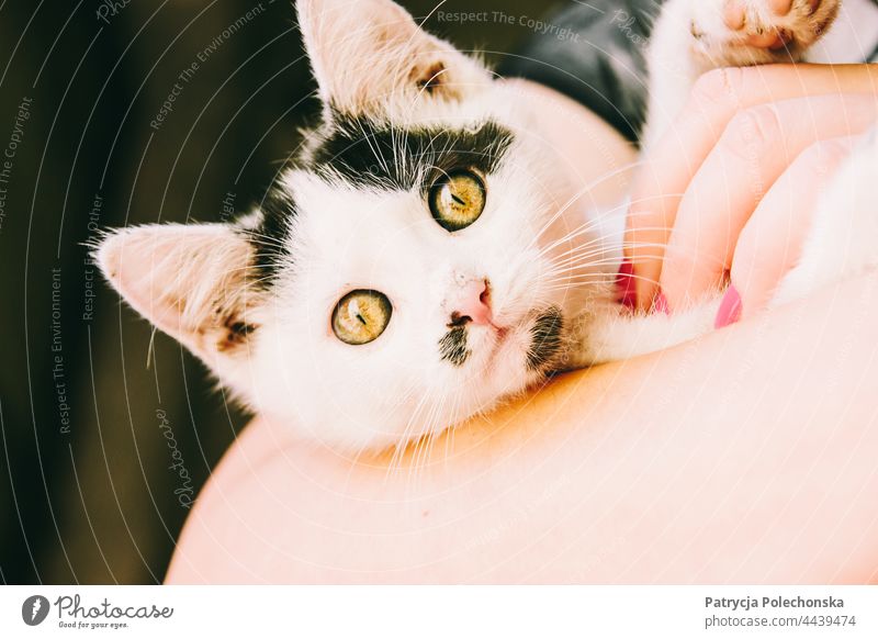 Portrait of a black and white kitten held by female hands Cat Kitten holding petting portrait closeup Cute Animal Pet