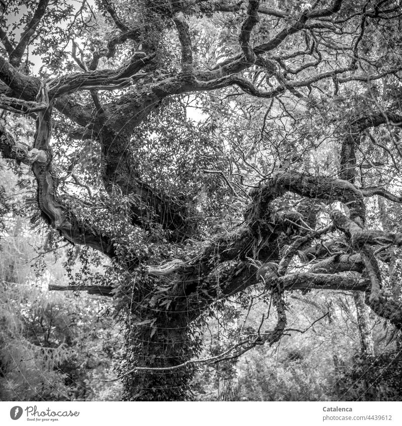 Color reduced | a venerable tree overgrown with ivy, fern and lichen Nature Tree Plant Old Environment Leaf Fern Day daylight gnarled naturally Growth