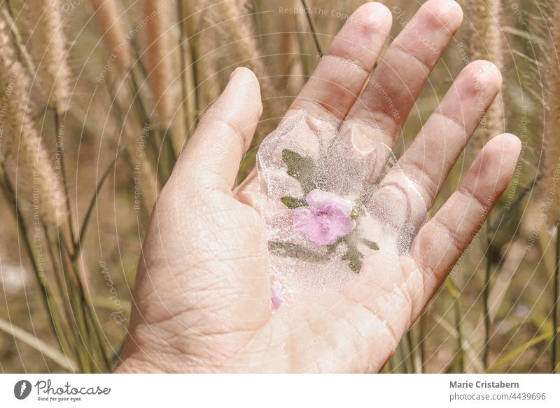 Hand holding flower trapped in melting icicle concept thawing ice global warming climate change seasonal shift season change springtime spring season