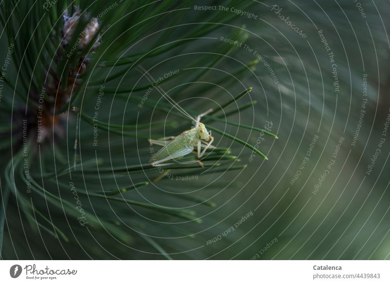 A little grasshopper Nature flora fauna Insect Jawbone Pine needle Plant Animal Close-up Garden Day Green Brown Small daylight