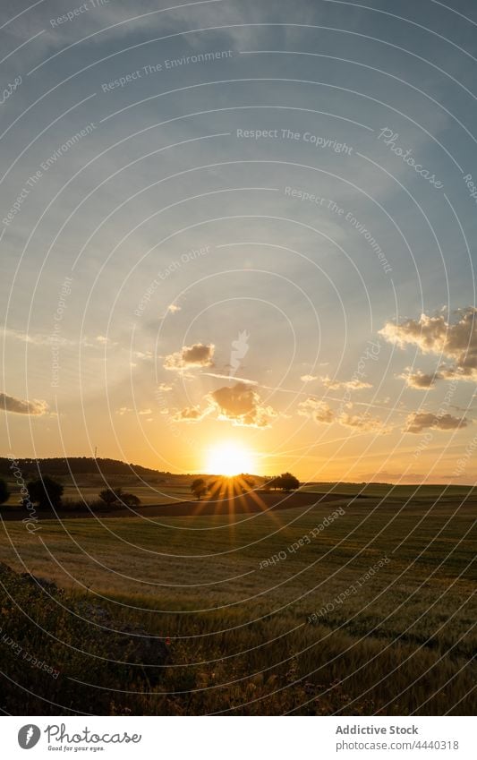 Countryside field under cloudy sky with sun rays sunbeam nature landscape environment ecology countryside evening tree grassland vegetate meadow idyllic lawn