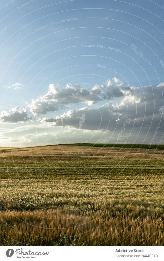 Autumn field under cumulus clouds in sunlight cloudy blue sky nature grassland landscape environment ecology countryside fall atmosphere vegetate meadow scenic