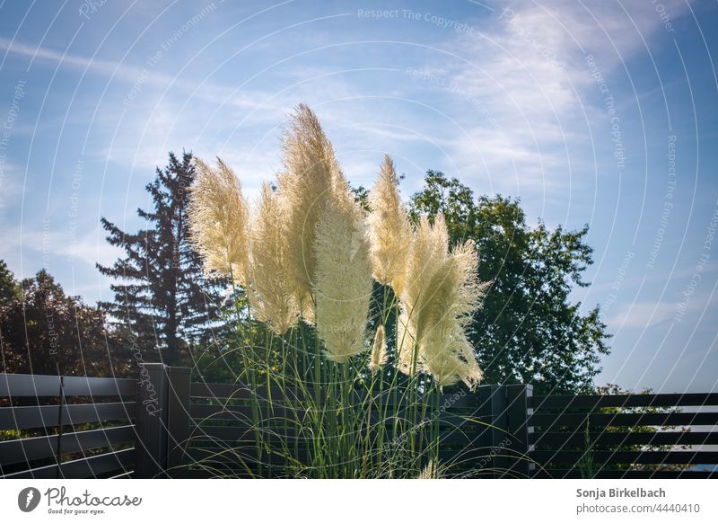 Pampas grass Weddel, decorative garden grasses in front of a modern aluminum fence grass plant garden. gardener Fence Aluminium Modern house. Home Plant Garden