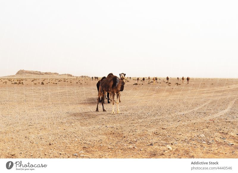 Camels walking in Sahara desert in daylight camel animal livestock fauna domesticated mammal ungulate sky even toed together camel caravan sahara nature