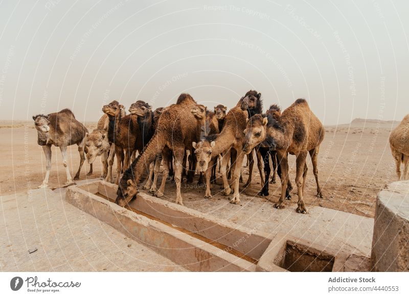 Camels drinking water in desert in daylight camel animal livestock mammal herbivore feeder domesticated aqua stand hump fauna ungulate sky even toed together