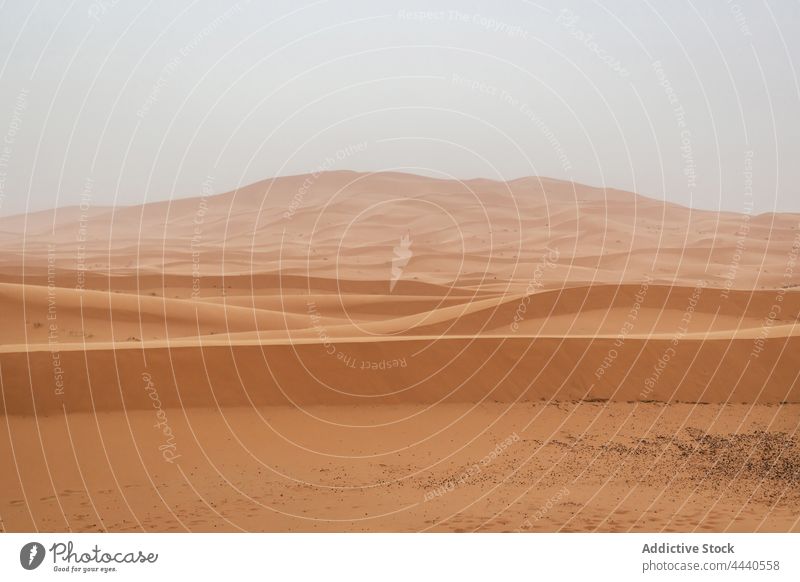 Sahara desert with plants on dunes in daylight sahara highland sky nature landscape sand dry waterless majestic kingdom scenic morocco magnificent terrain wavy