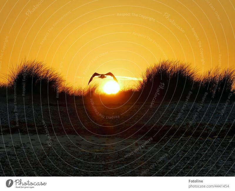 The gull's wing lightly touches the setting sun above the dune of Helgoland. Sunset Clouds Sky Evening Dusk Orange pretty Exterior shot Twilight Sunlight Light