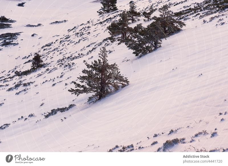 Trees growing on snowy hill in sunlight mountain slope tree landscape environment winter ridge cold nature season forest tranquil range scenery picturesque