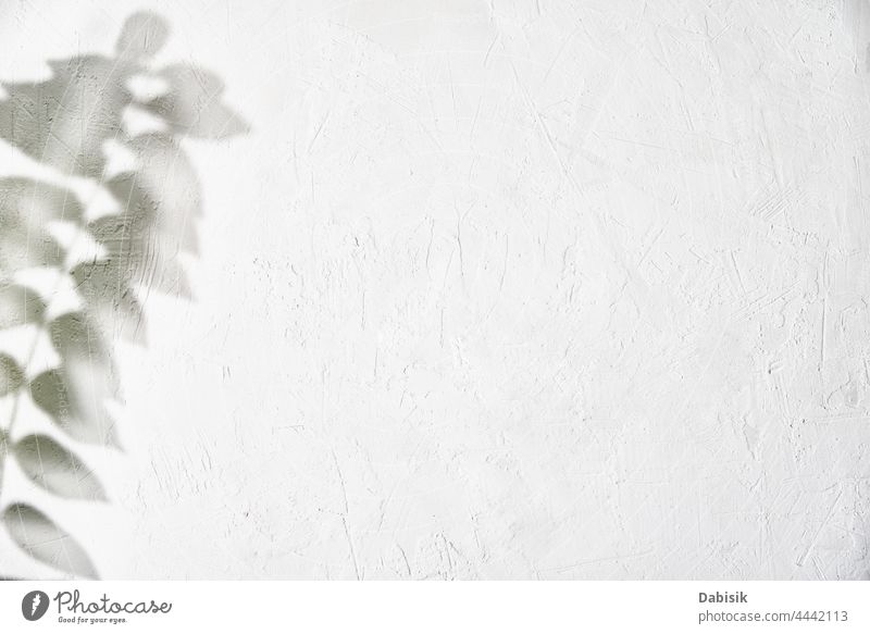 Leaf shadow on white background. Creative abstract background leaf leaves plant tree foliage texture light design nature branch pattern sunny wall sunshine