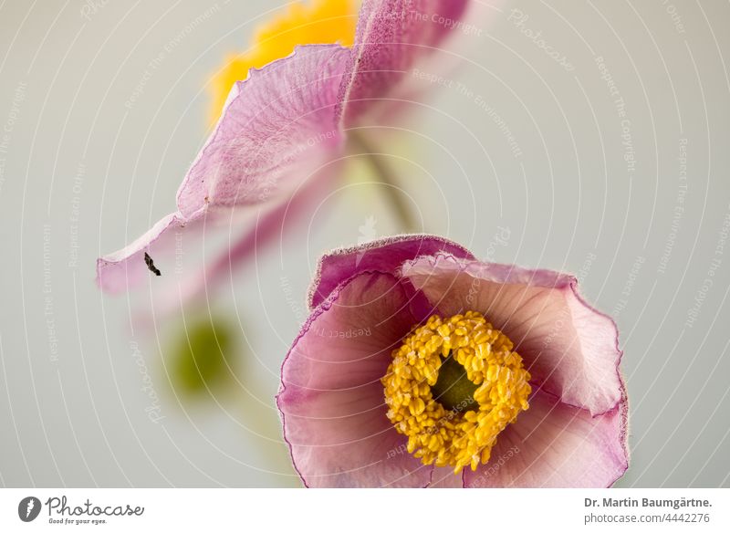 flowers of a Japanese autumn anemone, Anemone hupehensis, Ranunculaceae Chinese Anemone Breeding Plant Flower Hybrids variety Garden form selection Blossom