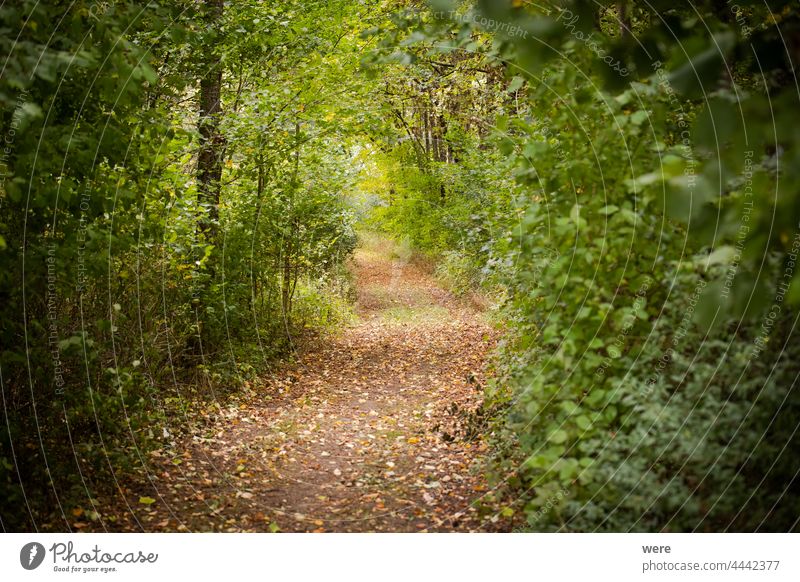 Forest with autumnal colored leaves autumnally colorful branches copy space forest landscape meadow nature nobody outdoors scenery season tree trees