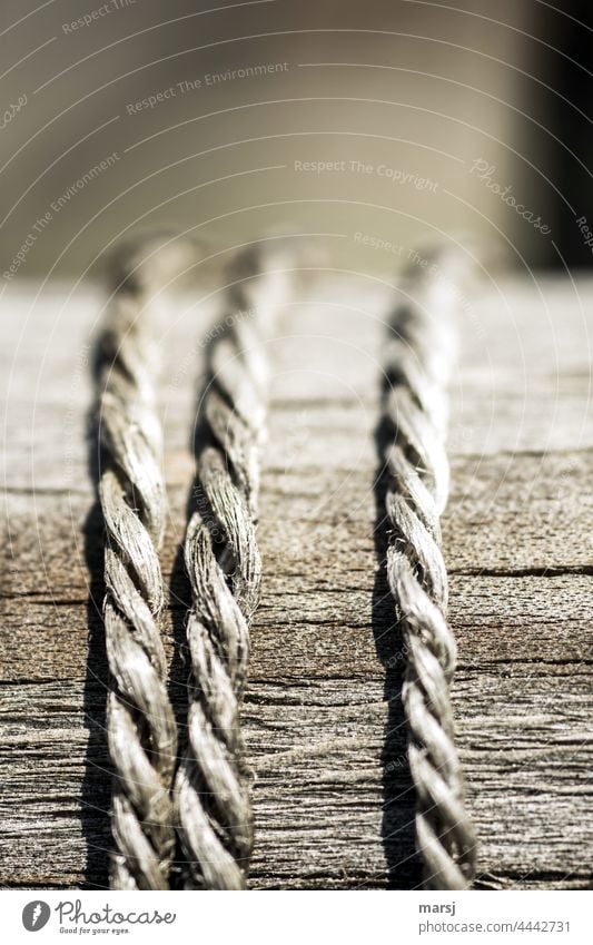 3 hemp cords on wood that have grown old together. Two lie side by side and the third is an outsider. Hemp cord String Weathered Old togetherness Team Teamwork