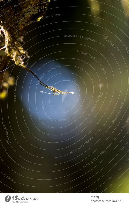 Lichens, twigs and spider webs in the spotlight Exceptional Small Macro (Extreme close-up) Back-light Light Nature Abstract Wild plant Strange Authentic Moss