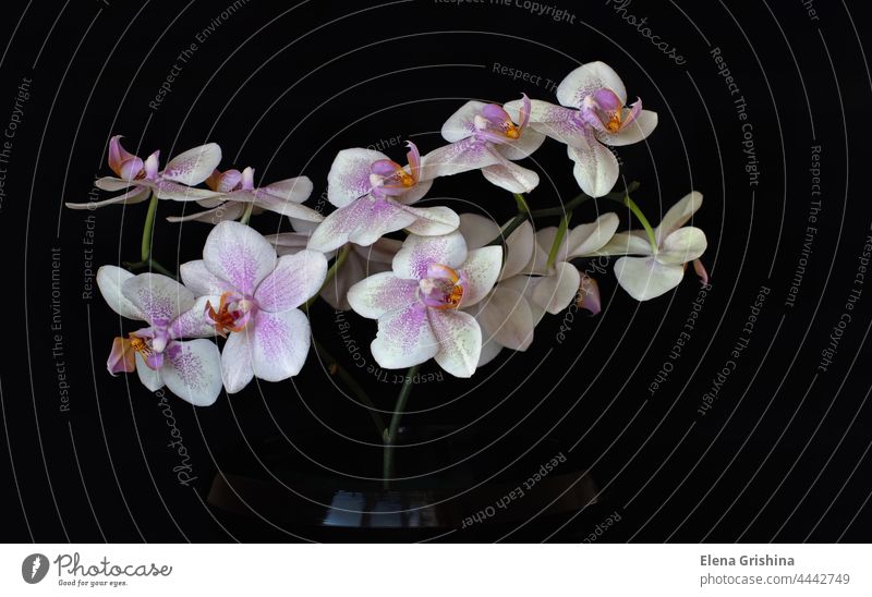 White blooming orchid phalaenopsis flower on a black background. Close up. isolated nature flora branch elegance color white floral blossom petal home plant