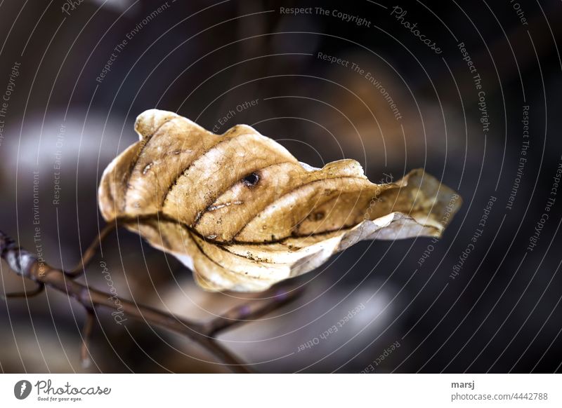 Autumn beech leaf Autumn leaves Transience Leaf Autumnal Plant Nature Colour photo naturally melancholy sad Rachis dried leaves Brown Autumnal colours Dry