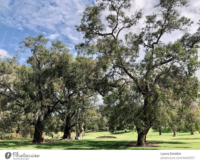 Kings park Perth Western Australia Tree Tree bark old tree Nature green Exterior shot Plant Tree trunk Green Spring Branch Treetop Environment Leaf green Old