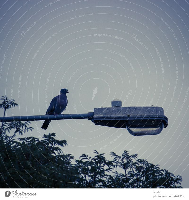 Streetlamp Nature Tree Bird 1 Animal Dark Natural Gloomy Moody Watchfulness Self Control Sadness Loneliness Street lighting Street lamp Look out Pigeon Sit