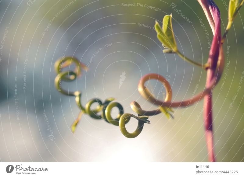 curled tendril of the climbing plant Akebie Climbing Shrub Akebia quinata Right winder Creeper Climbing Cucumber creeper whorls Terrace greening Leaf sprouting