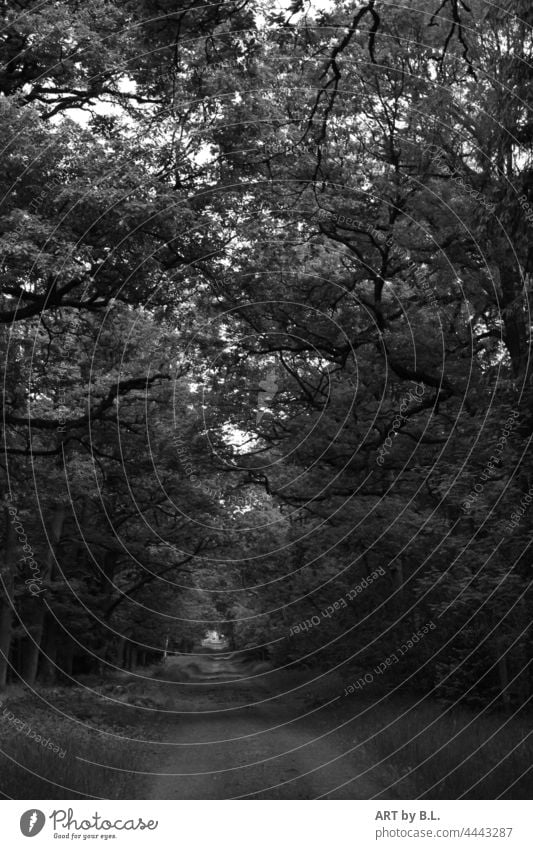 colourless forest path Forest trees dark black and white dark branches branching overgrown grow away off