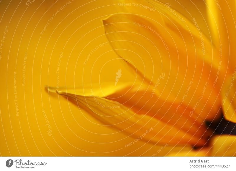 Close up of the petals of a yellow daisy Flower Marguerite composite Yellow Nature Plant macro blossom Beauty & Beauty flora Orange come into bloom