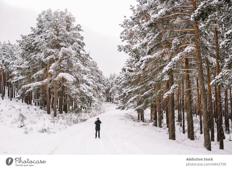 Person standing on snowy footpath between trees in woods person forest nature environment wildlife winter mobile phone photographer coniferous cold woodland fir