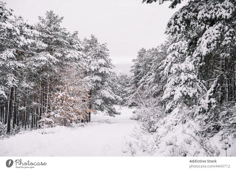 Empty road in snowy forest in wintertime cold empty nature weather season roadway scenery environment frozen frost tree landscape picturesque woods route