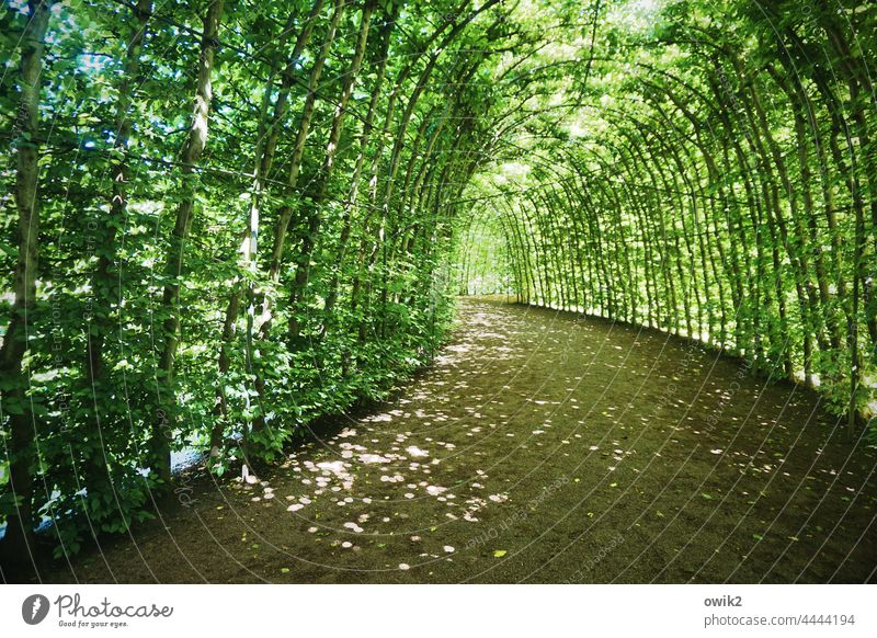 Walks its course pergola Leaf canopy Mysterious Idyll off Passage Colour photo Nature Tree Sunlight Lanes & trails Calm Environment Detail Pérgola Light Shadow