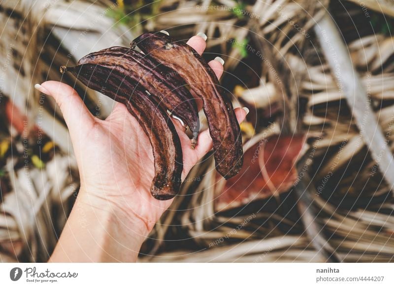 Harvesting mature carobs near their tree locust bean organic harvest raw spain spanish food vitamin health healthy sheath earth brown ready ready to eat