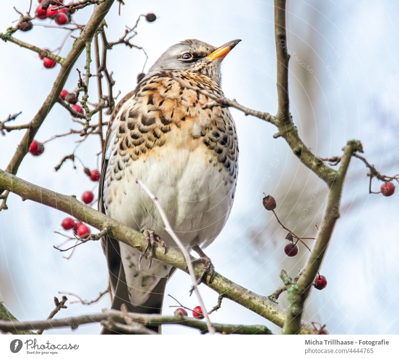 Juniper Thrush in a Berry Bush Turdus Pilaris Turdus pilaris Throstle Bird Animal face Eyes Beak plumage feathers Grand piano Head Wild animal Animal portrait