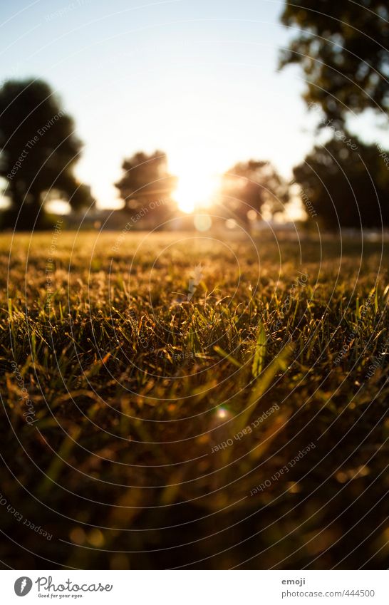 Evening hour has gold in its mouth Environment Nature Landscape Summer Grass Meadow Natural Green Colour photo Exterior shot Deserted Twilight Sunlight Sunbeam