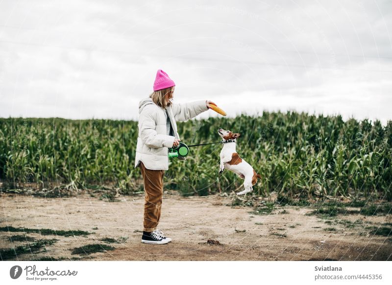 Cheerful teenage girl playing in the field with her dog Jack Russell Terrier on the background of a corn field in autumn teenager jump pink terrier childhood