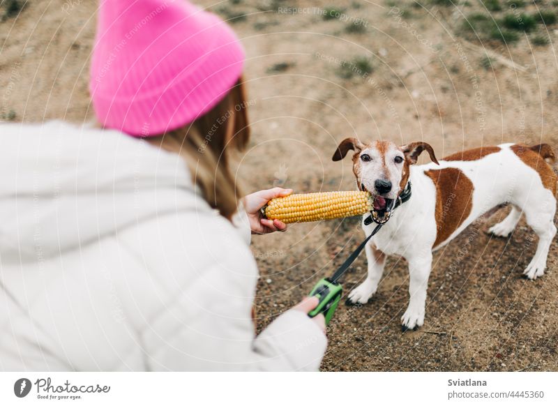 Happy teenage girl hugging and feeding her dog Jack Russell Terrier in a field against the backdrop of a cornfield in autumn teenager pink terrier childhood pet