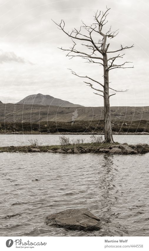 lost landscape III Vacation & Travel Trip Adventure Nature Landscape Tree Hill Lake Hole Assynt Great Britain Scotland Europe Calm Transience Subdued colour