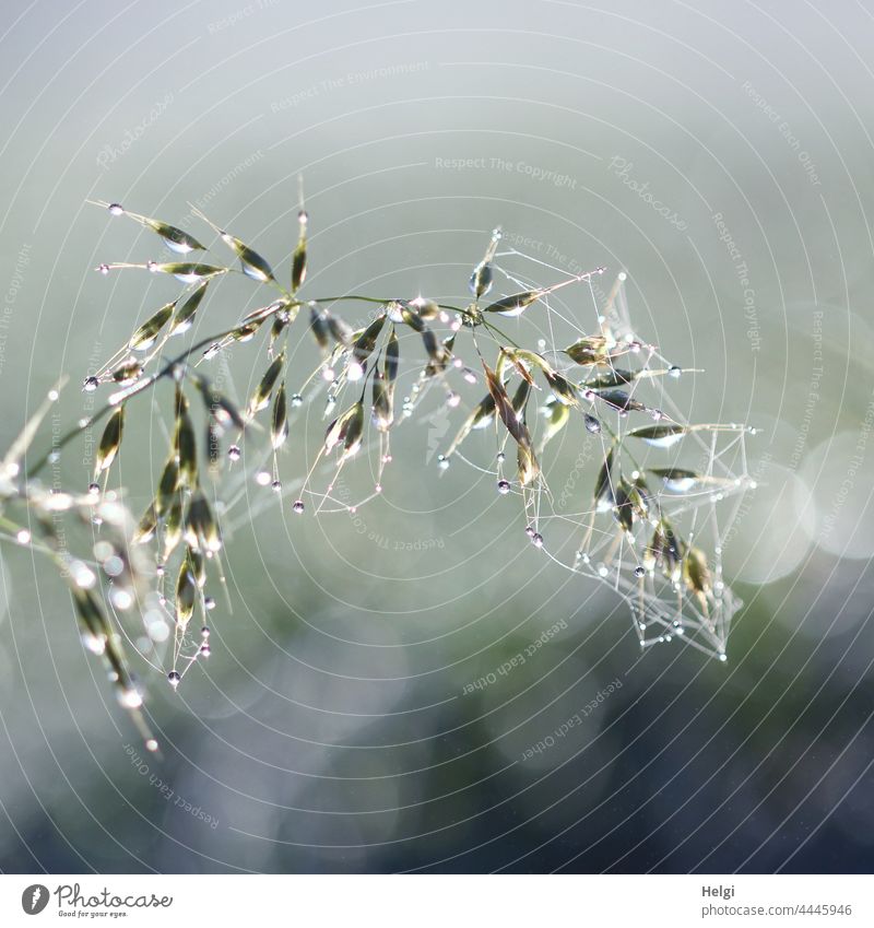 ... with dewdrops and cobwebs on a blade of grass bending downwards Grass Drop dew drops spinning threads Wet in the morning Close-up Macro (Extreme close-up)