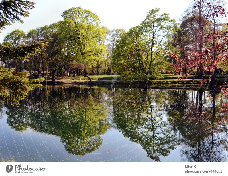 lake of mirrors Beautiful weather Tree Park Coast Lake River Multicoloured Water reflection Lakeside Treetop Avenue Mirror Colour photo Exterior shot Deserted