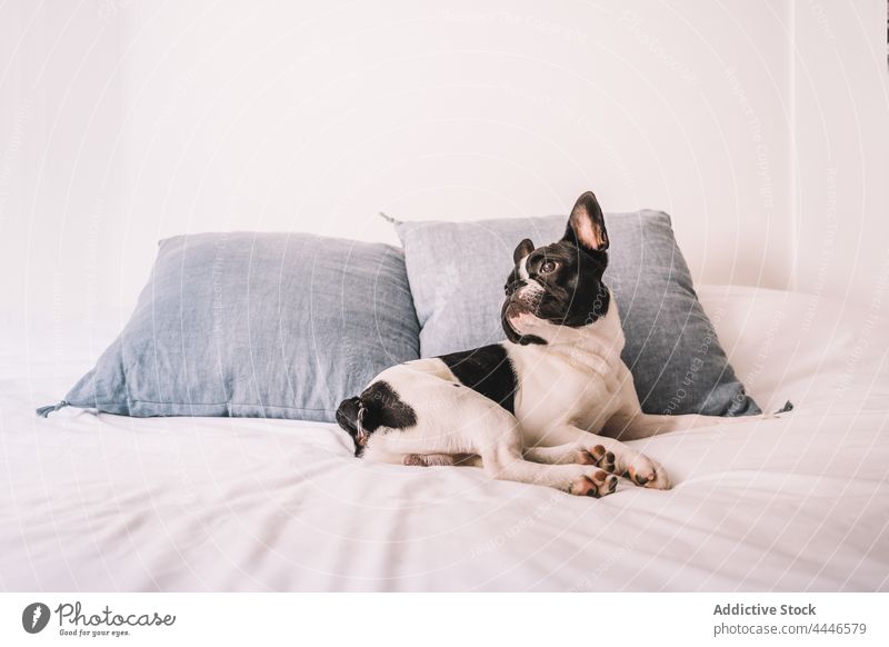 Cute French Bulldog lying on sofa in sunlight french bulldog domestic pet animal purebred puppy interest gaze sunshine canine mammal couch pedigree blanket